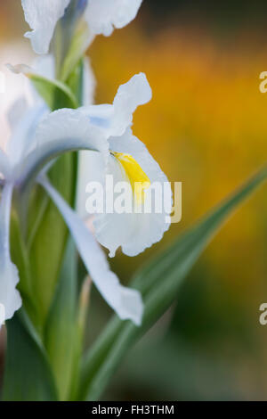 Iris 'aucheri glace turque' Fleur Banque D'Images