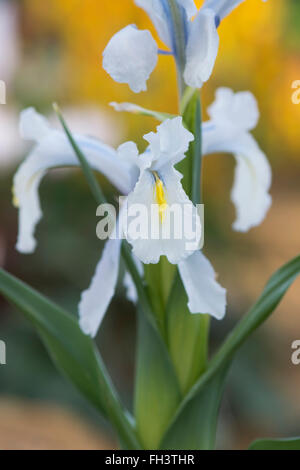 Iris 'aucheri glace turque' Fleur Banque D'Images