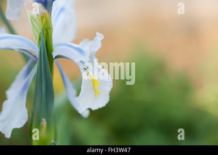 Iris 'aucheri glace turque' Fleur Banque D'Images