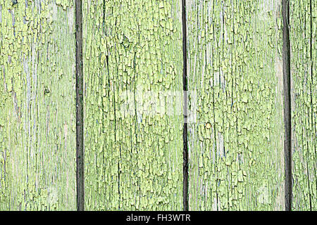 L'écorce de l'arbre vert texture background Banque D'Images