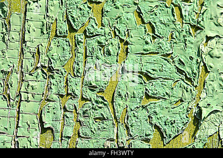 La texture de l'écorce de l'arbre vert ancien closeup Banque D'Images