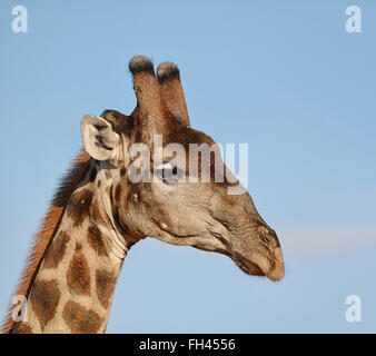 Head shot portrait gros plan d'une girafe Banque D'Images