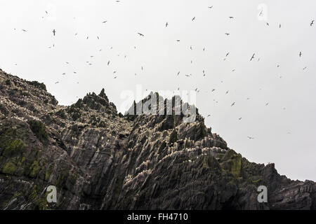 Une colonie de fous de Bassan battant et se percher à Little Skellig, Kerry, Irlande Banque D'Images