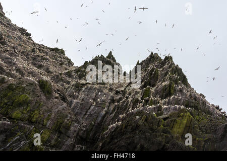 Une colonie de fous de Bassan battant et se percher à Little Skellig, Kerry, Irlande Banque D'Images