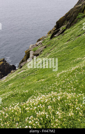 Campion Silene uniflora, la mer, sur les pentes de Skellig Michael cliifs ci-dessus sur l'océan Atlantique. Le comté de Kerry, Irlande Banque D'Images