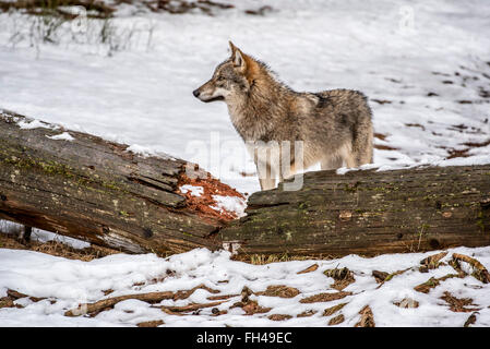 Loup gris solitaire / loup gris (Canis lupus) en face d'un tronc d'arbre en forêt dans la neige en hiver Banque D'Images