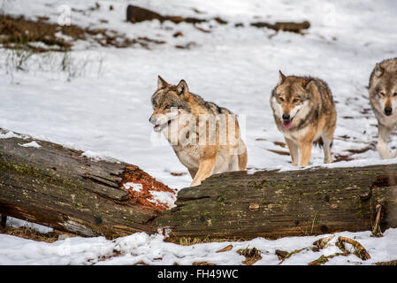 Le loup gris / grey wolf (Canis lupus) pack sur la chasse au phoque s'exécutant sur tronc d'arbre tombé en forêt dans la neige en hiver Banque D'Images