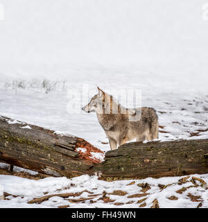 Loup gris solitaire / loup gris (Canis lupus) en face de tronc d'arbre tombé dans la neige en forêt dans la brume en hiver Banque D'Images