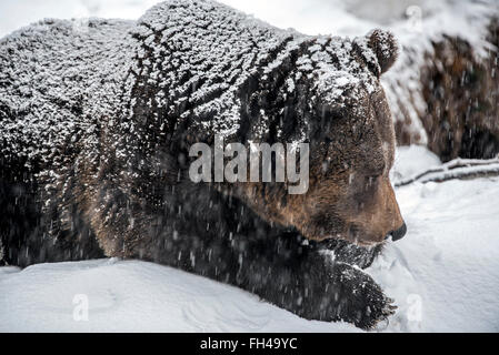 Portrait de l'ours brun (Ursus arctos) située à l'entrée de la neige au cours de la douche en hiver / automne Banque D'Images