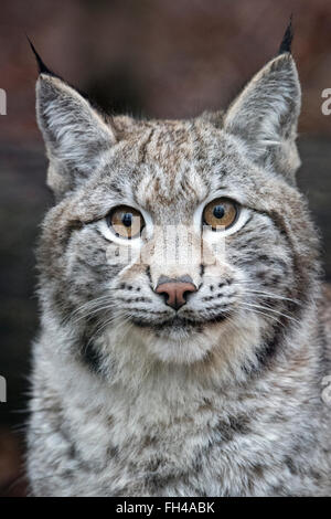 Lynx eurasien mâle Banque D'Images