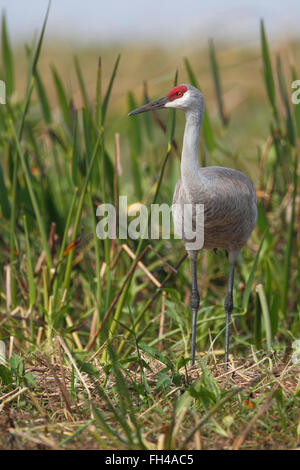 Grue du Canada (Grus canadensis) standing in marsh, Florida, USA Banque D'Images