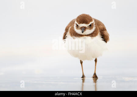 Pluvier semipalmé (Charadrius semipalmatus) debout sur la plage, en Floride, USA Banque D'Images