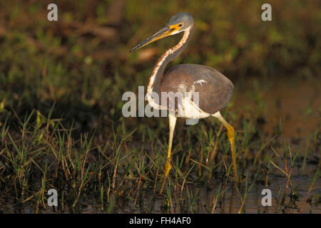 Aigrette tricolore (Egretta tricolor) walking in marsh, Florida, USA Banque D'Images