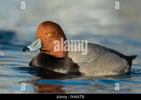 Canard Fuligule à tête rouge Banque D'Images