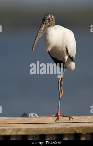 Wood Stork (Mycteria americana) Comité permanent sur l'équerrage de la promenade près du lac, Florida, USA Banque D'Images