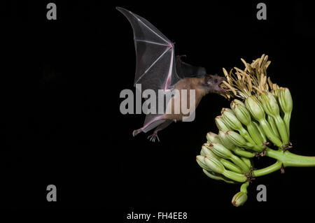 Bec long moindre bat Leptonycteris curasoae yerbabuenae, (), se nourrissant de fleurs d'agave, Green Valley, Arizona, USA Banque D'Images