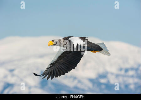 Dans l'Aigle de mer de Steller Haliaeetus pelagicus, vol, Rausu, au large d'Hokkaido, mer d'Okhotsk, Japon Banque D'Images