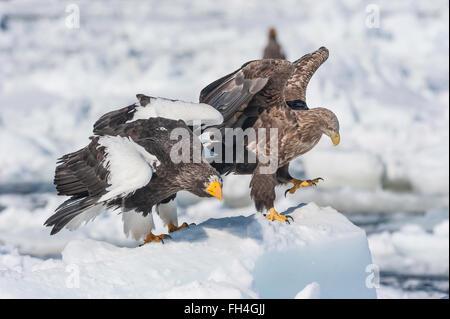 Pygargue à queue blanche (Haliaeetus albicilla),, avec l'aigle de mer de Steller, H. pelagicus, Rausu, Hokkaido, mer d'Okhotsk, Japon Banque D'Images