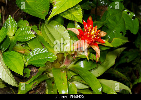 (Broméliacées Guzmania sp.) poussant sur un tronc d'arbre dans le sous-étage de la forêt tropicale, Pastaza province, l'Équateur Banque D'Images