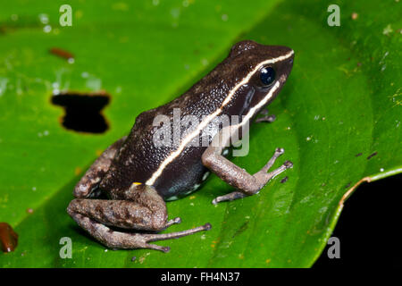 Spot-legged Frog (Ameerega hahneli Poison) sur une feuille de la forêt tropicale, Pastaza province, l'Équateur Banque D'Images