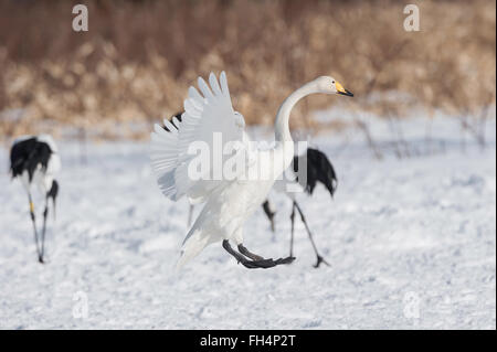 Bande de cygne chanteur Cygnus cygnus, et rouge-grues couronnées, Grus japonensis, Hokkaido, Japon Banque D'Images