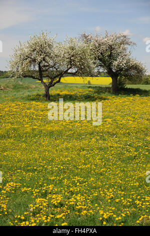 Pommiers dans le pissenlit-meadow Banque D'Images