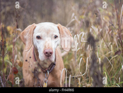 Portrait de chien Vizsla devint vieux Banque D'Images