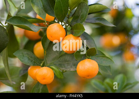 X Citrus microcarpa. De plus en plus orange calamondin dans un environnement protégé. Banque D'Images