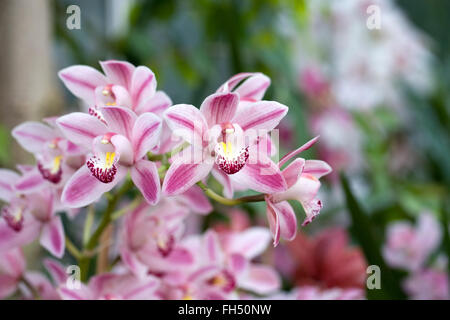 Cymbidium Entreprise. Banque D'Images