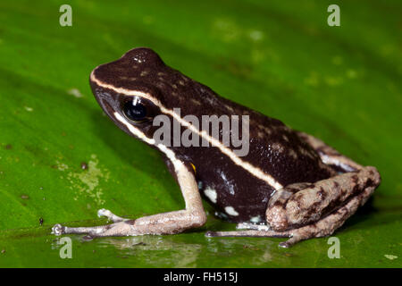 Spot-legged Frog (Ameerega hahneli Poison) sur une feuille de la forêt tropicale dans la province de Pastaza, Equateur Banque D'Images