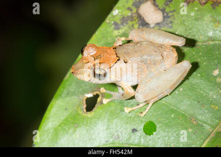 Pristimantis luscombei pluie (grenouille) d'une feuille dans la forêt tropicale, province de Pastaza, Equateur Banque D'Images