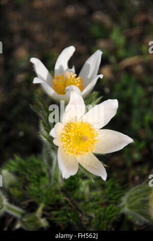 Pasqueflower blanc Banque D'Images