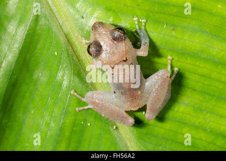 Pristimantis luscombei pluie (grenouille) d'une feuille dans la forêt tropicale, province de Pastaza, Equateur Banque D'Images