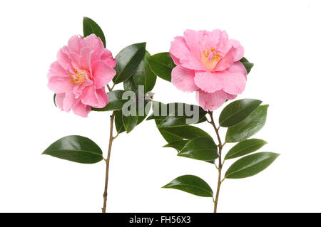 Deux fleurs et feuilles de camélia blanc isolé contre Banque D'Images
