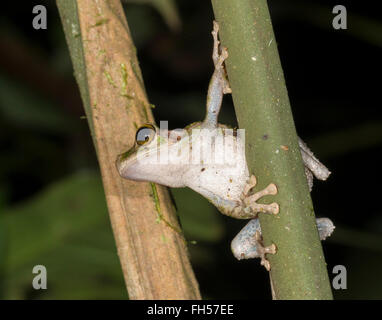 Pattes minces de Buckley (Treefrog Osteocephalus buckleyi). Dans le sous-étage de la forêt tropicale, Pastaza province, l'Équateur Banque D'Images