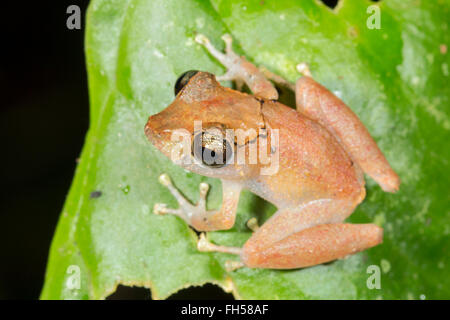 Pristimantis luscombei pluie (grenouille) d'une feuille dans la forêt tropicale, province de Pastaza, Equateur Banque D'Images