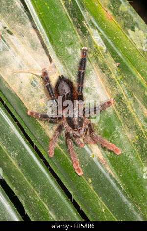 Un grand et poilue Tarantula (Avicularia sp.) sur une feuille d'un palmier dans la forêt tropicale, province de Pastaza, Equateur Banque D'Images