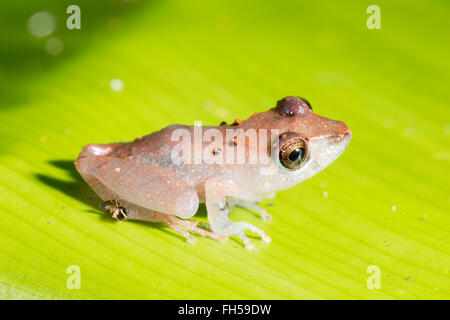 Pristimantis luscombei pluie (grenouille) d'une feuille dans la forêt tropicale, province de Pastaza, Equateur Banque D'Images