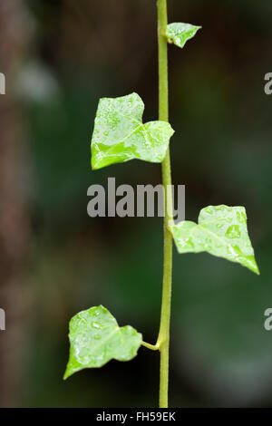 Le lierre (Hedera helix). Les feuilles humides et frais sur ce familiariser evergreen arbuste grimpant de la famille des Araliacées Banque D'Images