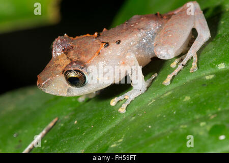 Pristimantis luscombei pluie (grenouille) d'une feuille dans la forêt tropicale, province de Pastaza, Equateur Banque D'Images