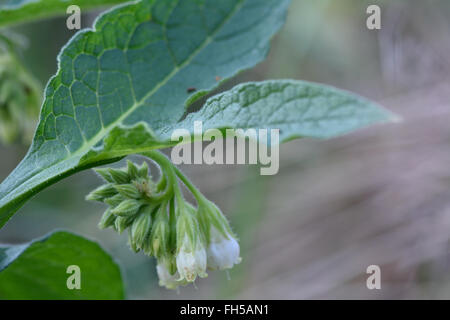 Symphytum officinale Consoude (commune). Fleurs blanches sur une plante velue grossièrement en fleur, dans la famille Boraginaceae Banque D'Images