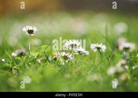 Close-up of a common daisy (Bellis perennis) fleurissent au printemps, Haut-Palatinat, en Bavière, Allemagne Banque D'Images