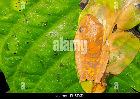 Hypsiboas geographicus treefrog (carte) sur une feuille dans la forêt tropicale, province de Pastaza, Equateur Banque D'Images