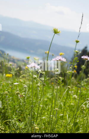 Close-up de champ de fleurs en été, Carinthie, Autriche Banque D'Images