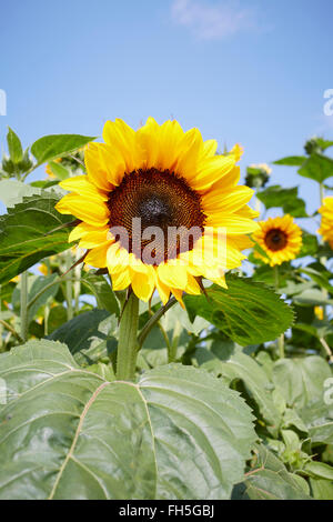 Champ de tournesols en été, Carinthie, Autriche Banque D'Images