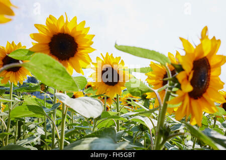 Champ de tournesols en été, Carinthie, Autriche Banque D'Images