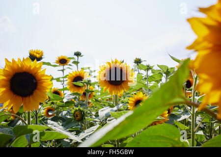 Champ de tournesols en été, Carinthie, Autriche Banque D'Images
