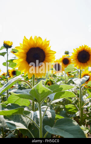 Champ de tournesols en été, Carinthie, Autriche Banque D'Images