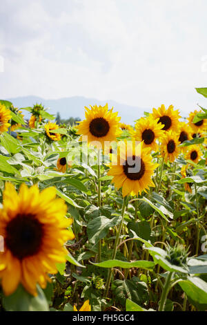 Champ de tournesols en été, Carinthie, Autriche Banque D'Images