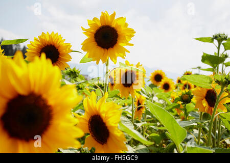 Champ de tournesols en été, Carinthie, Autriche Banque D'Images